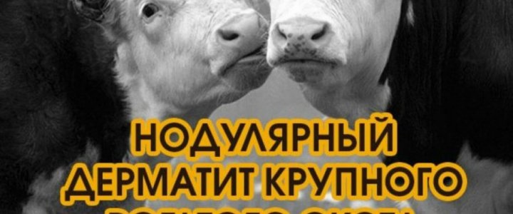 Портрет человека